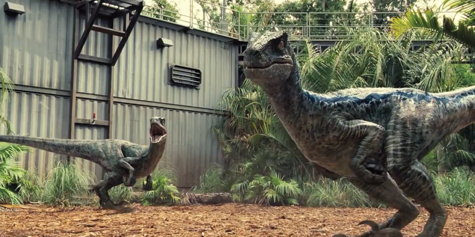 The raptors in 'Jurassic World'.