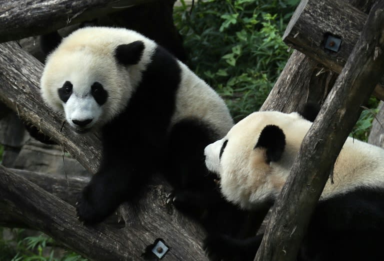 Des pandas au zoo de Washington, le 22 août 2016 (ALEX WONG)