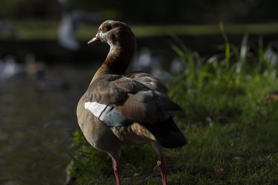 A duck photographed by the Sony A7 IV camera