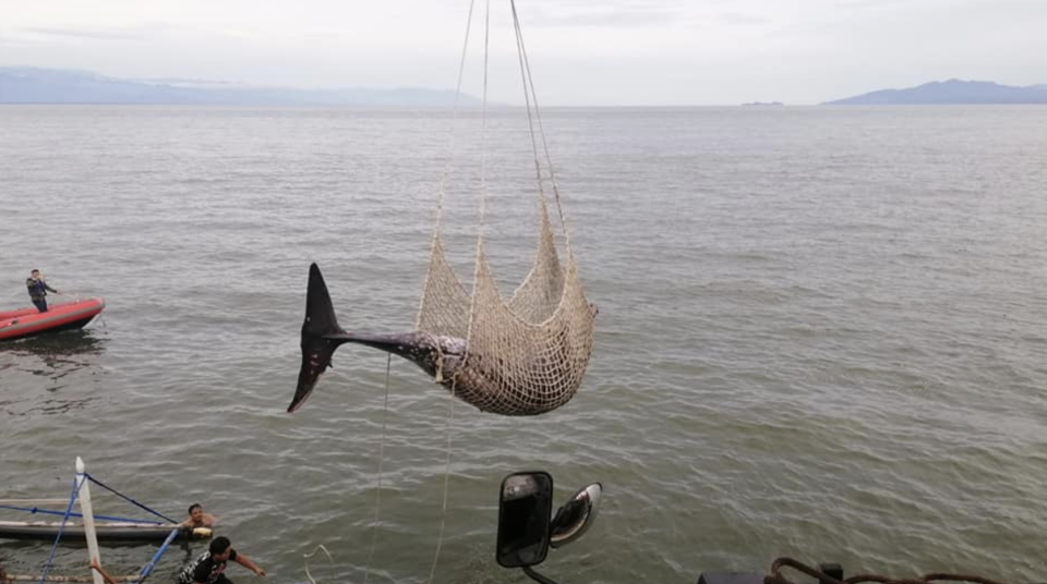 A dead whale in a net is hauled above the ocean. In the background people in boats watch.