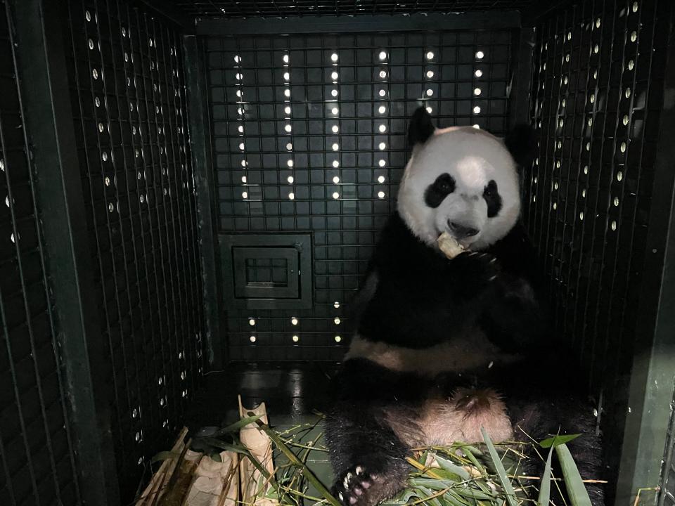 Giant panda cub Le Le.
