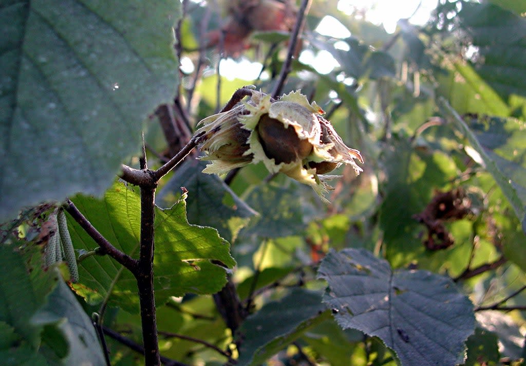 Gardening Hazelnuts (Lee Reich)