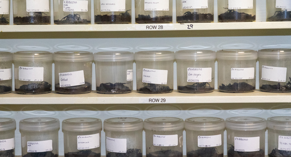 Rows of funnel-web spiders at the Australian Reptile Park.