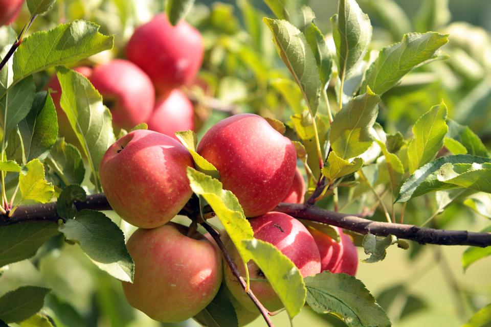 The apple trees are ready for picking.