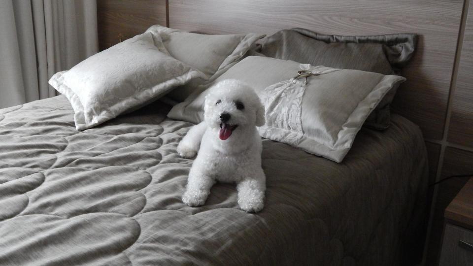 Bichon Frise