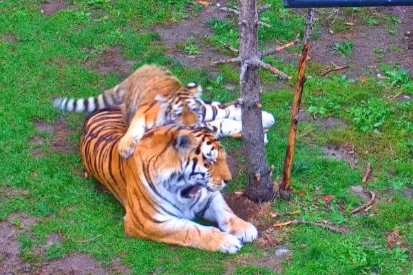 ▲Mila不僅爬上Mazy的肩膀，甚至還咬牠的頭！（圖／FB帳號TheTorontoZoo）