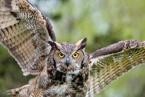 The great horned owl, also local to the region - Credit: istock