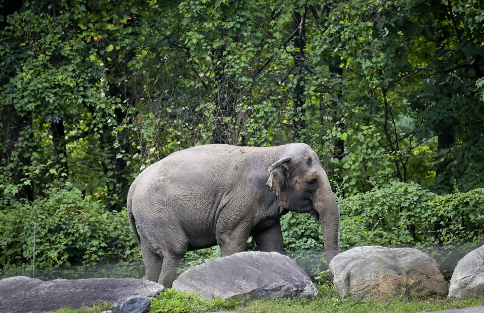 FILE - In this Oct. 2, 2018 file photo, Bronx Zoo elephant "Happy" strolls inside the zoo's Asia Habitat in New York. A legal fight to release Happy the elephant from the Bronx Zoo after 45 years will be argued Wednesday, May 18, 2022, before New York's highest court in a closely watched case over whether a basic right for people can be extended to an animal. AP Photo/Bebeto Matthews, File)