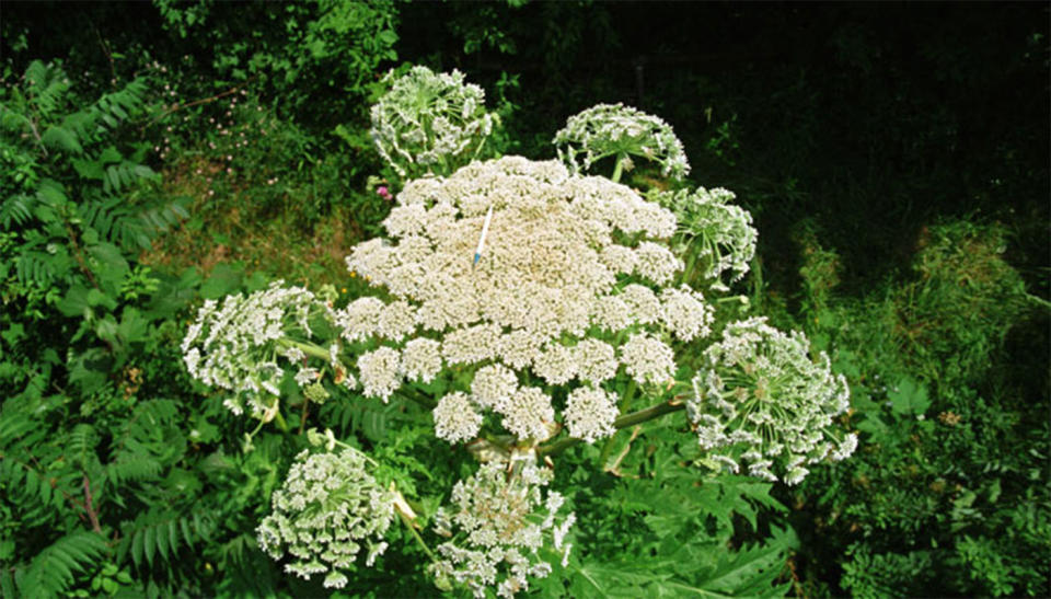Giant hogweed <span>is a tall biennial or perennial herb with leaves that initially form a rosette of small white flowers</span>. Source: Department of Environment and Energy