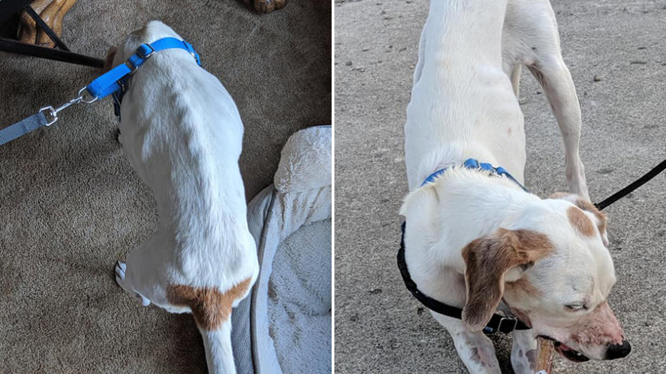 Photos show Dani, with her spine poking through, showing she was starved.