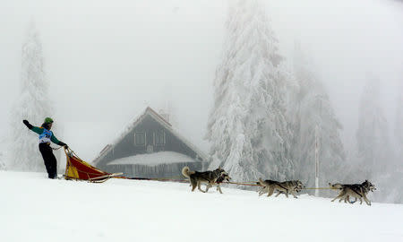 A musher rides his dog sled during a stage of the Sedivackuv Long dog sled race in Destne v Orlickych horach, Czech Republic, January 25, 2019. REUTERS/David W Cerny