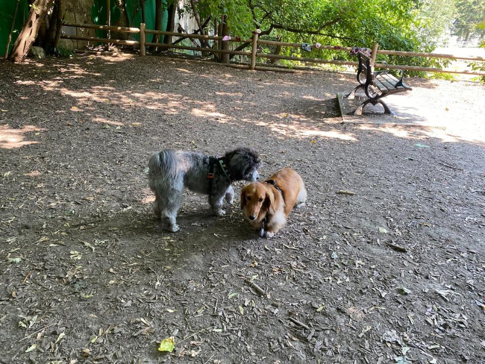 two dogs at Ramsden Park