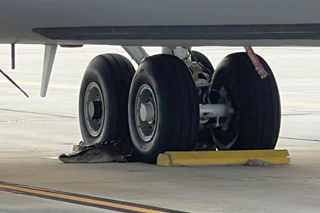 <p>MacDill Air Force Base</p> An alligator lays in between airplane wheels at MacDill Air Force Base