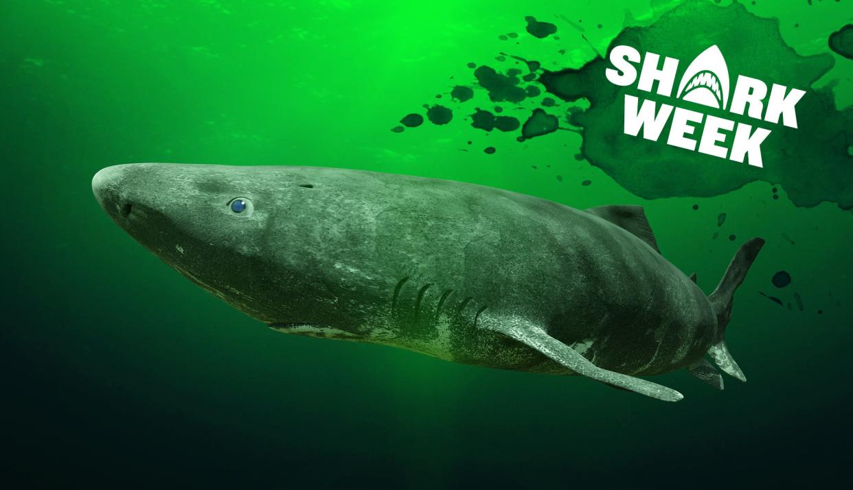 photo of a Greenland shark which can live up to 500 years