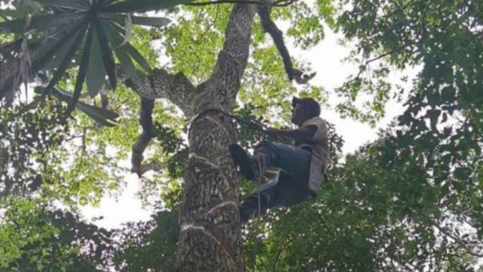 México: cómo mascar chicle orgánico ayuda a conservar la selva maya