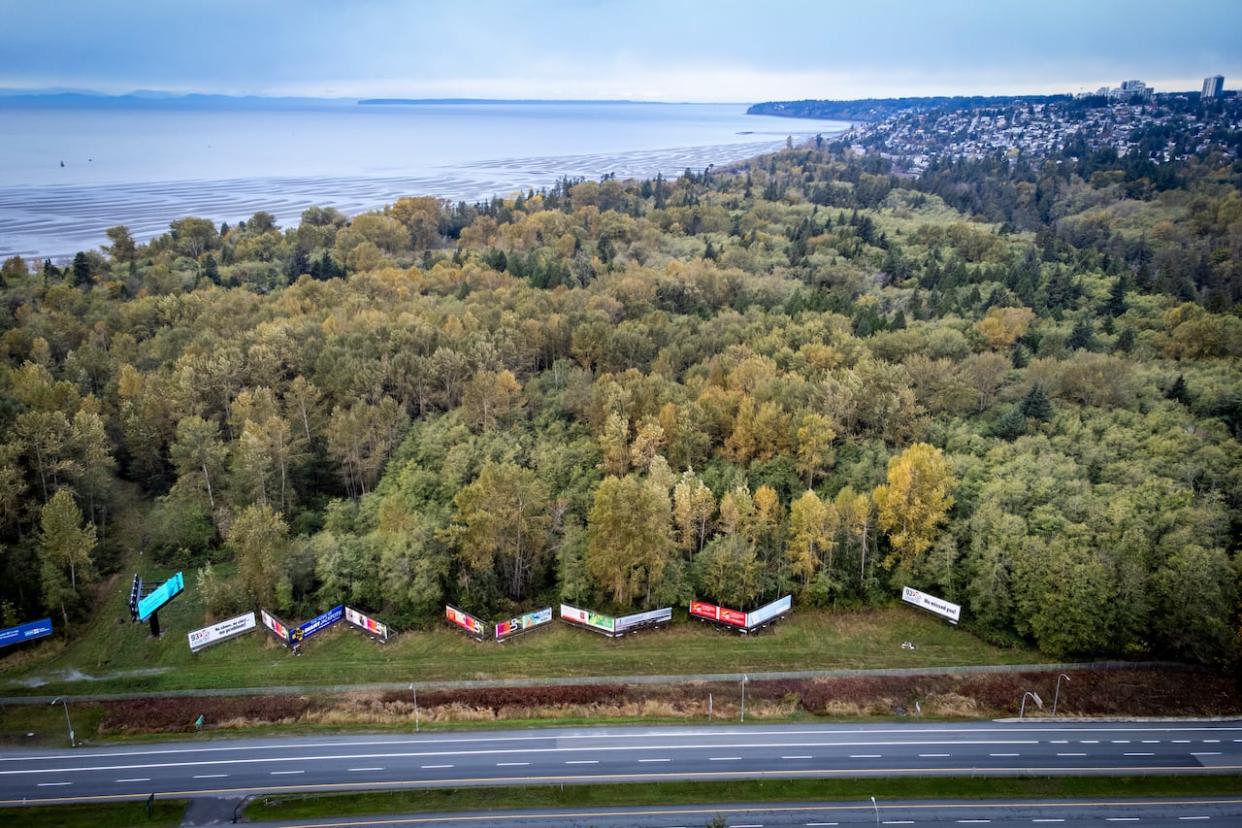 The wooded area where a biofuel project is being proposed is pictured on Semiahmoo First Nation land near Surrey, B.C., on Oct. 25, 2023.  (Ben Nelms/CBC - image credit)