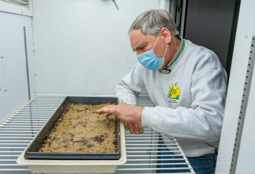 Frank Telewski, an older white man with short gray hair, spreads seeds into a tray filled with sandy soil.