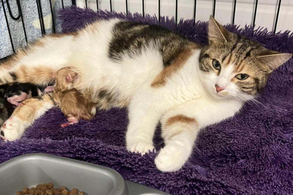 Bradford Telegraph and Argus: This cat was rescued by Allerton Cat Rescue just before it had a litter of kittens