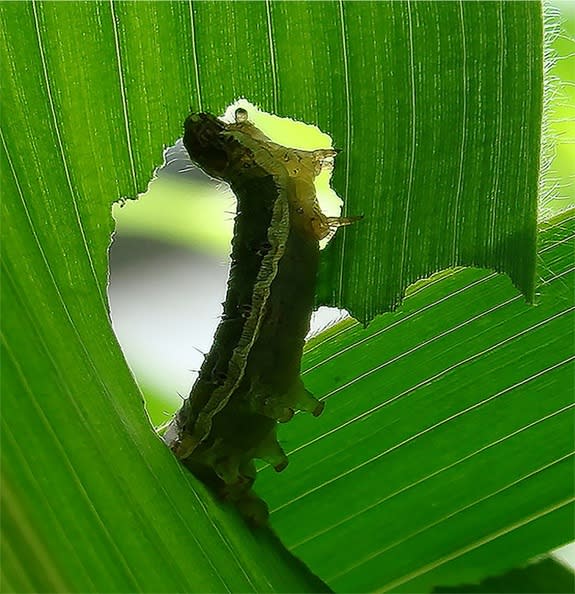 A caterpillar eating a corn leaf.