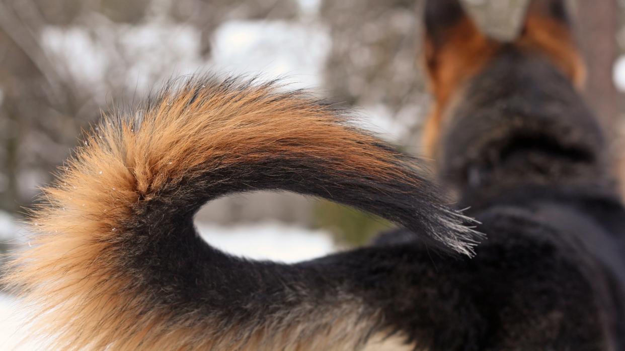  Close up of a dog's tail. 