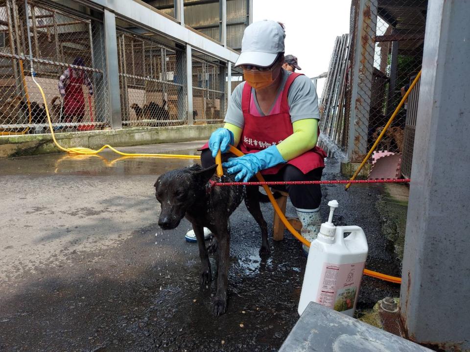 回家後志工再用淡水幫孩子們洗去身上多餘的海水鹽分並擦乾避免感冒受涼。   圖：新北市動保處提供