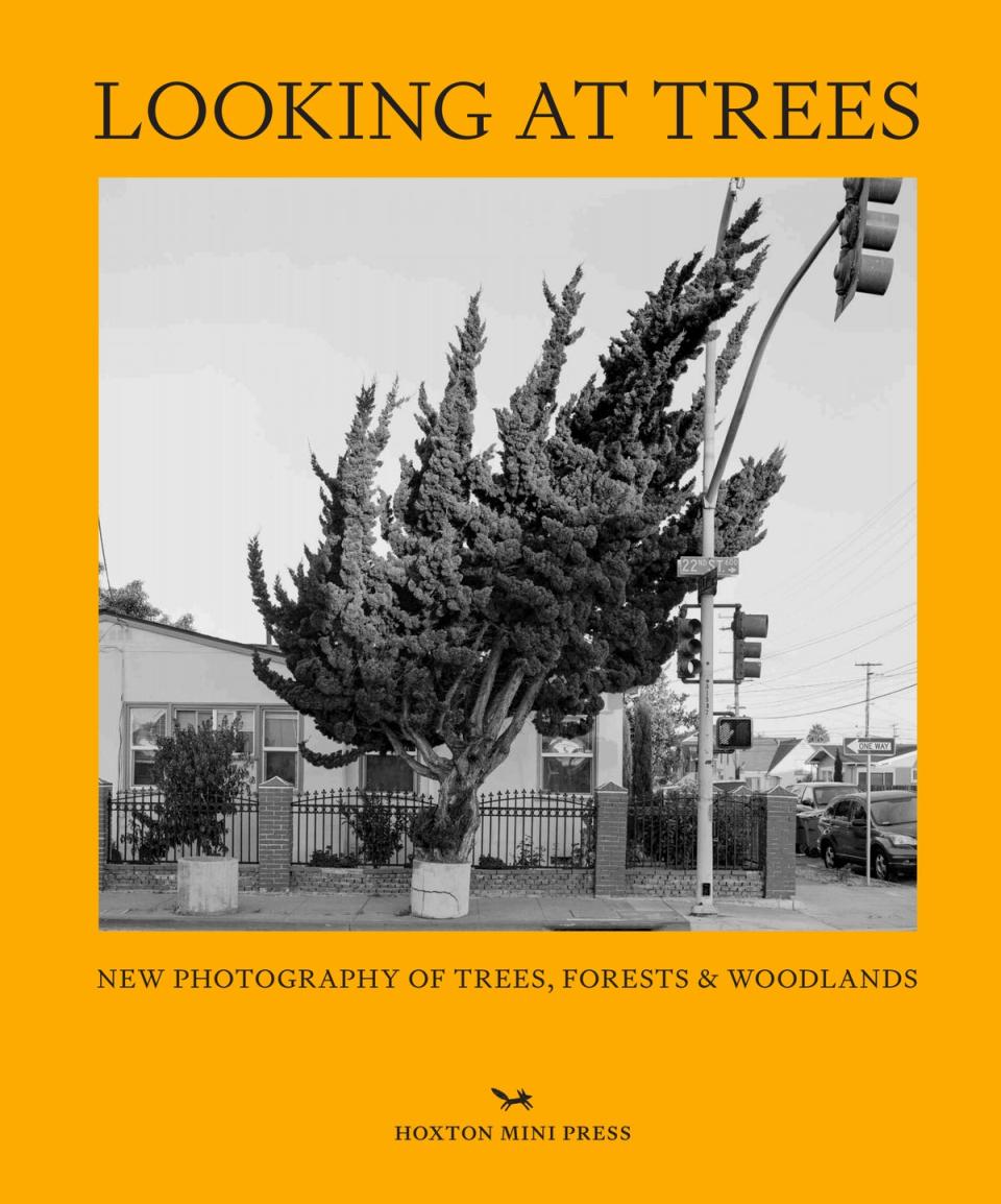 The cover of Sophie Howarth’s ‘Looking at Trees’ (Hoxton Mini Press)