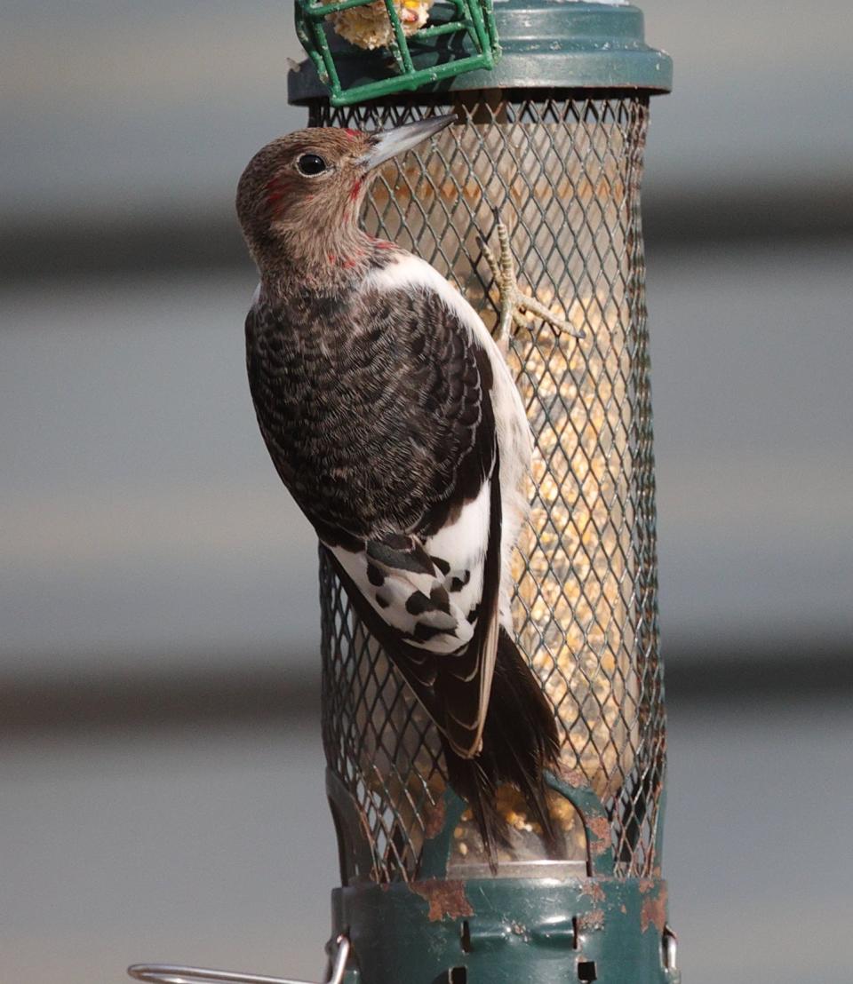 Lloyd Center for the Environment posted this photo of the red-headed miswesterner woodpecker. Some claim the bird has not been seen in this area in 40 years.