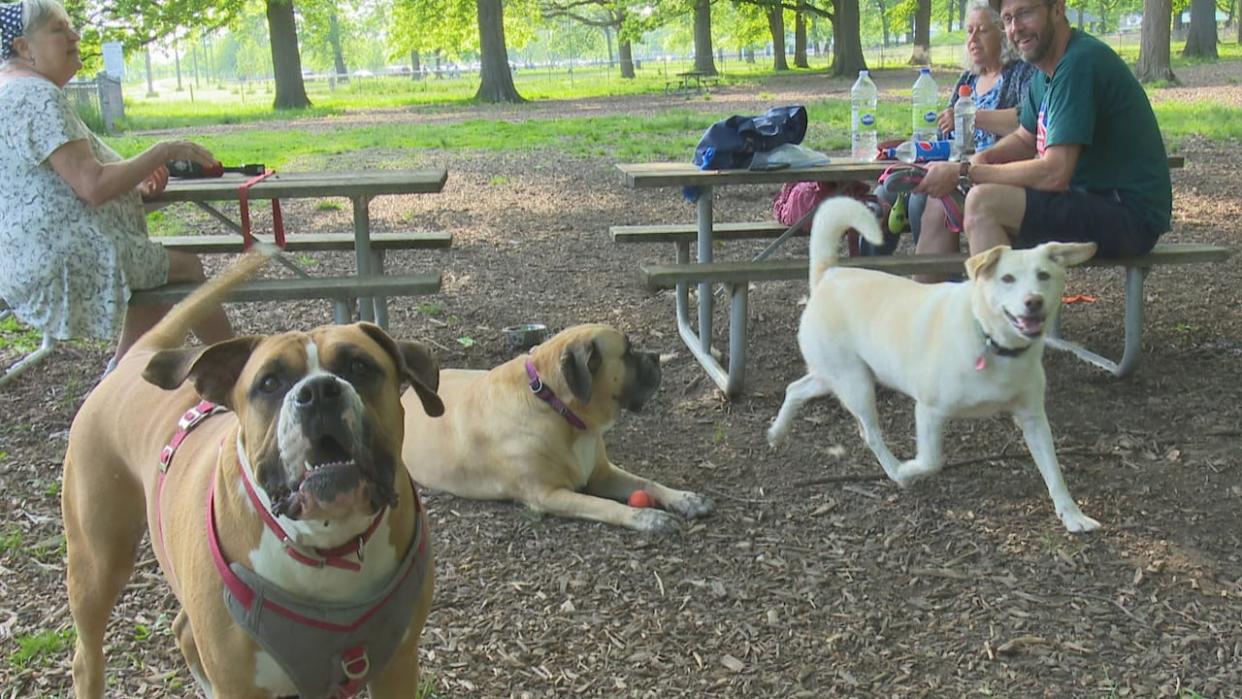 Dogs and their owners in the off-leash area of Optimist Memorial Park in Windsor. (Dalson Chen/CBC - image credit)