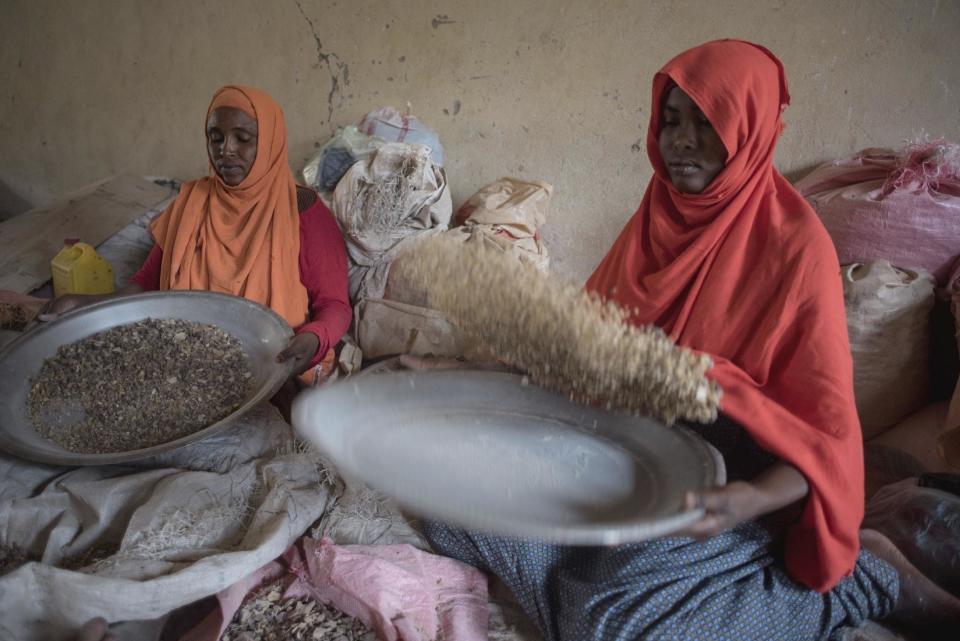 In this Saturday Aug. 6, 2016, photo, women sort raw frankincense gum in Burao, Somaliland, a breakaway region of Somalia. These last wild frankincense forests on Earth are under threat as prices have shot up in recent years with the global appetite for essential oils, and overharvesting has led to the trees dying off faster than they can replenish, putting the ancient resin trade at risk. (AP Photo/Jason Patinkin)