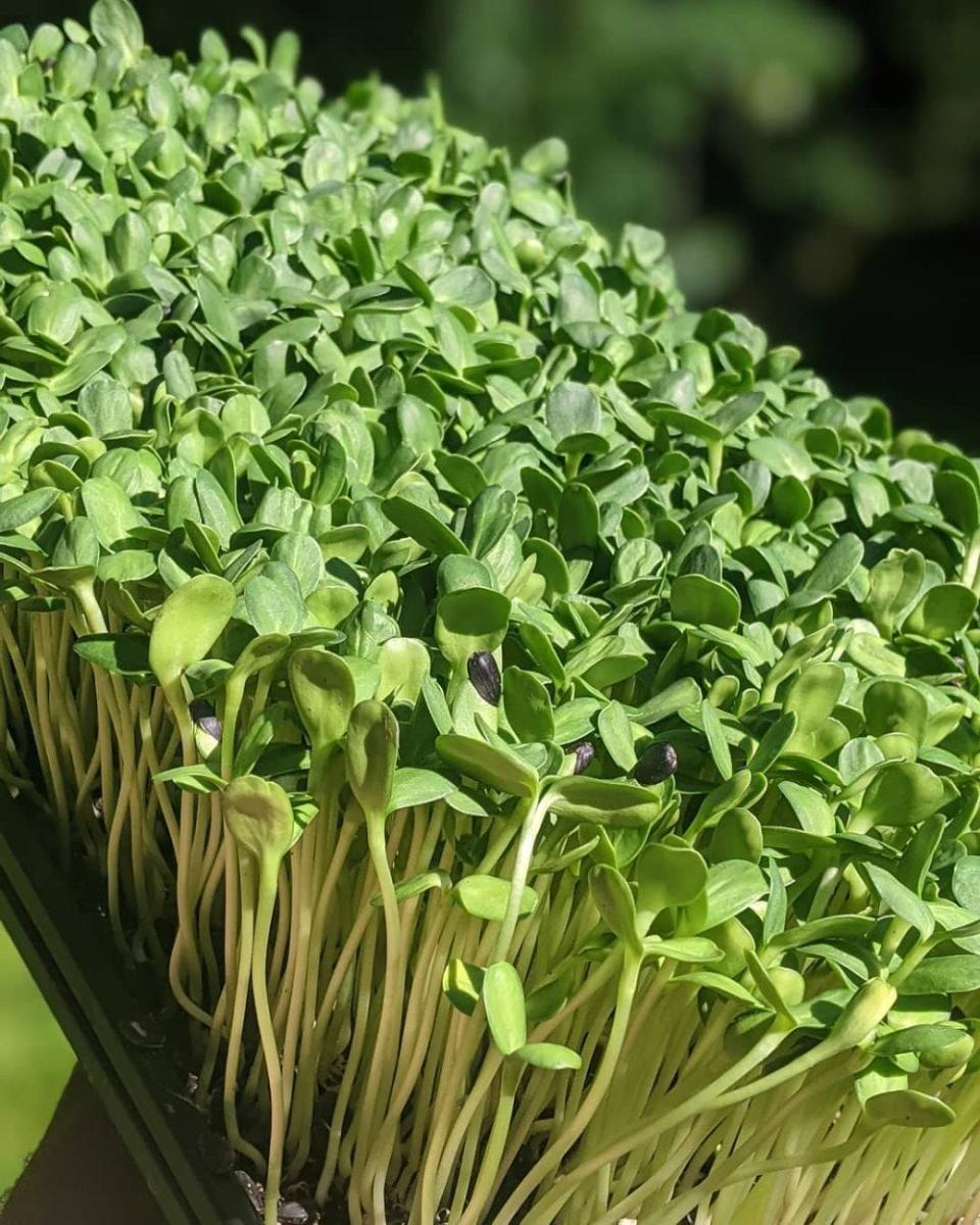 Microgreens from Tallahassee’s Legacy Greens will appear on The Huntsman.