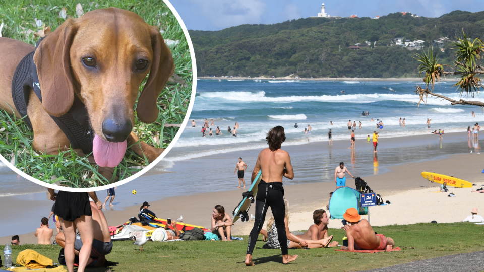 A composite image of a pet sausage dog panting while lying on the grass and people at the beach on a sunny day.