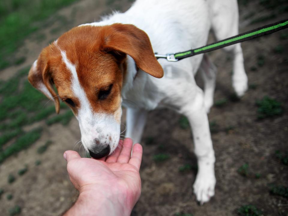 dog with treat