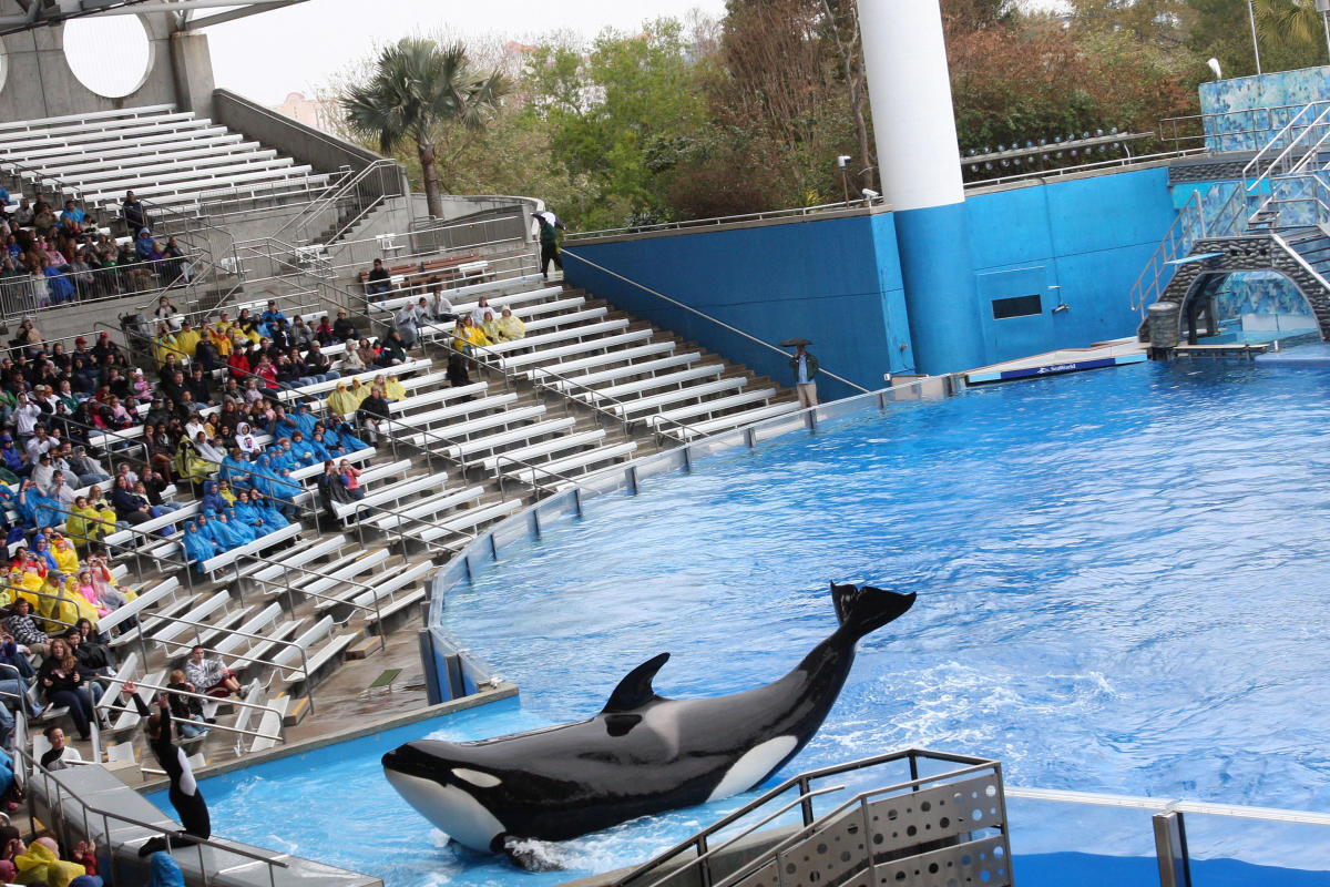 SeaWorld Orlando Announces the Mysterious Death of 30-Year-Old Orca Kayla