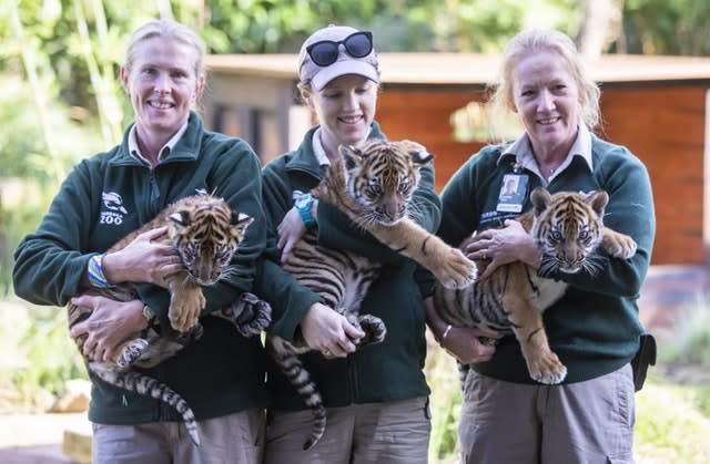 The three Sumatran tiger cubs have made their first public appearance