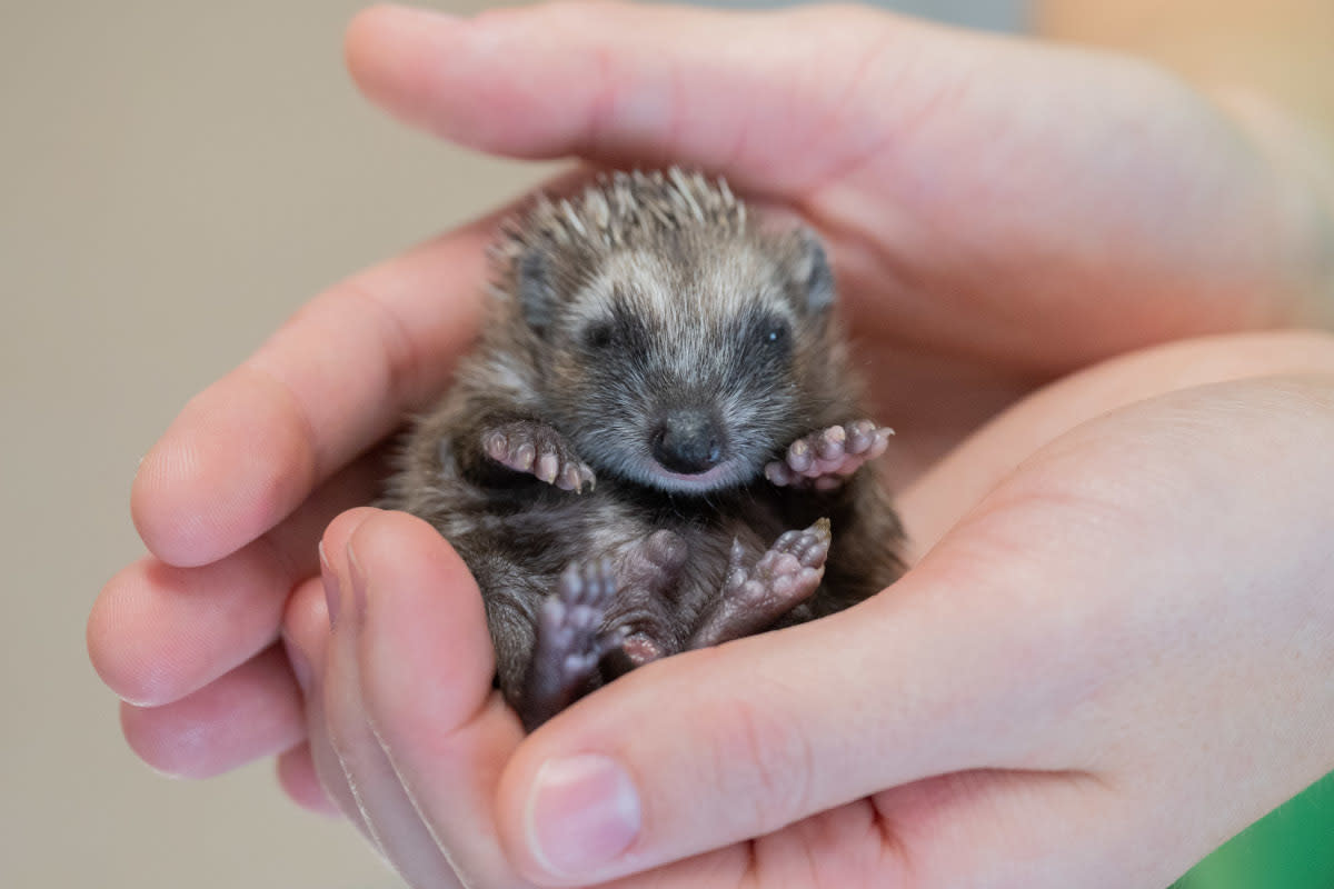 https://www.gettyimages.co.uk/detail/news-photo/september-2021-lower-saxony-laatzen-a-vet-holds-a-small-news-photo/1235438397?adppopup=true