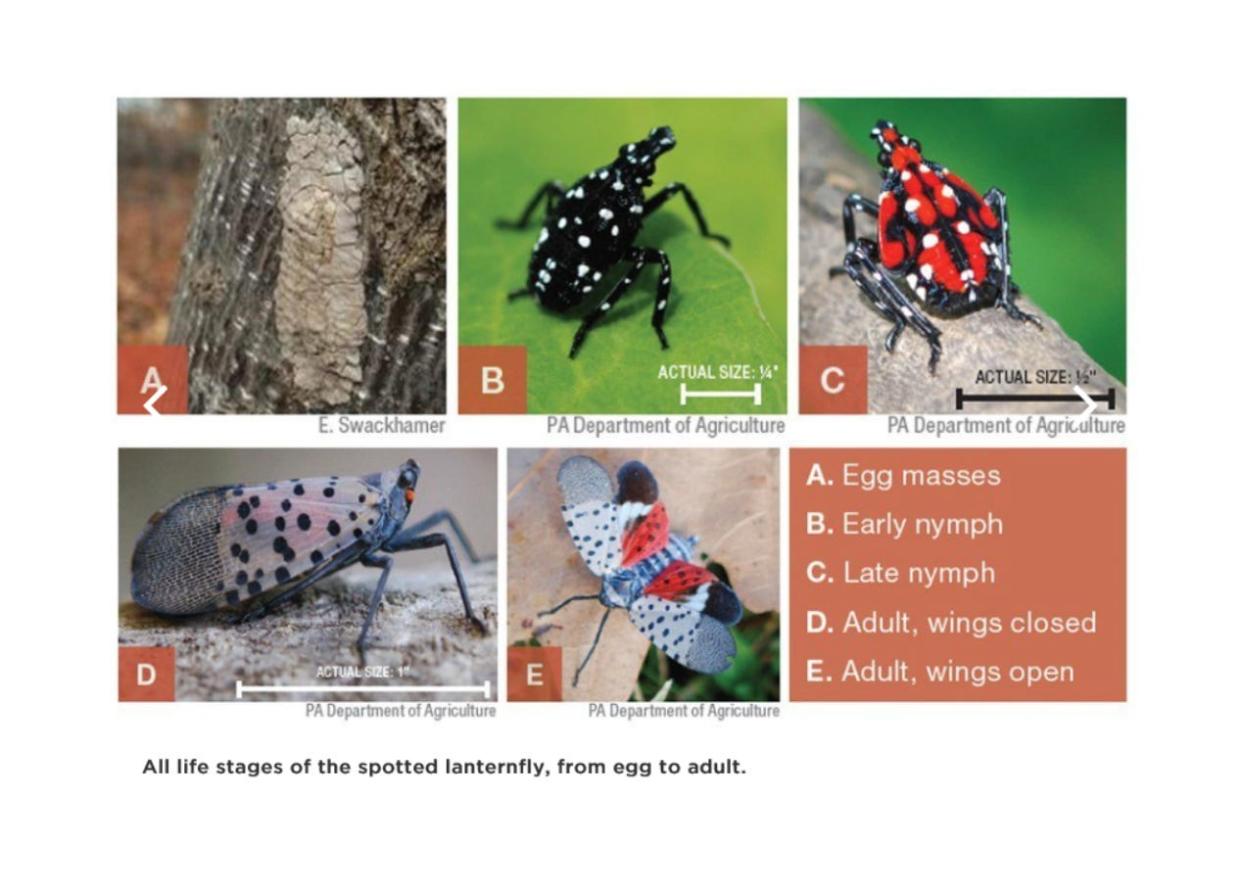 All life stages of the spotted lanternfly. The insect has been found near the Pennsylvania/Ohio border. Left unchecked, the bugs destroy crops and trees, posing a challenge to both farmers and foresters.