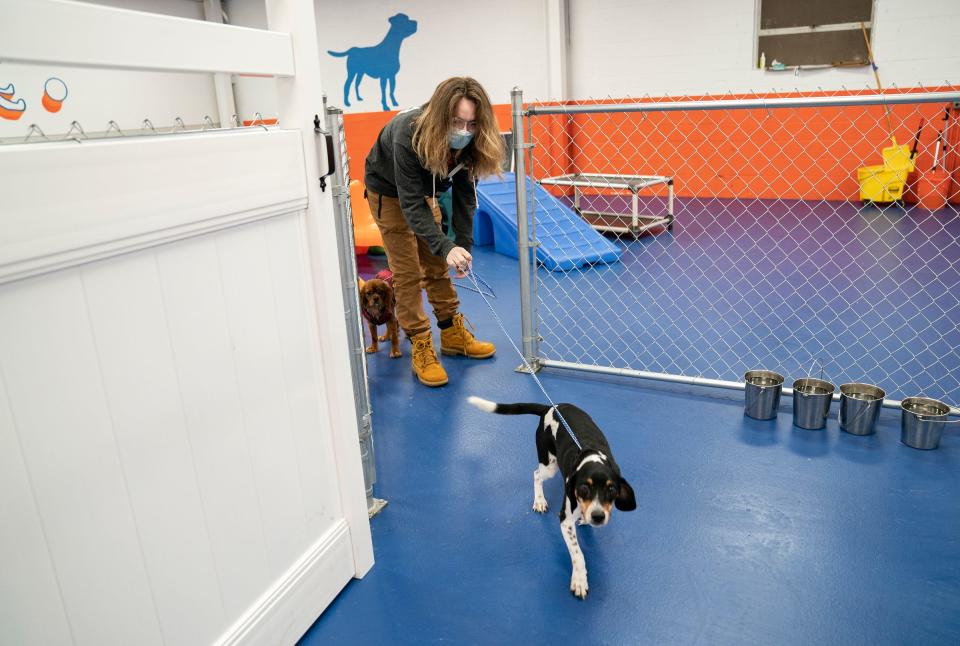 Oliver Gutholm, 21, of Royal Oak, escorts Boss a Beagle mix to play with other dogs in a room they call "tiny town," at Canine To Five on Dec. 22, 2022. Canine To Five, a boarding and dog daycare facility, has had to raise their prices to retain trained staffers and to cover the inflation of running the facilities and dog supplies.