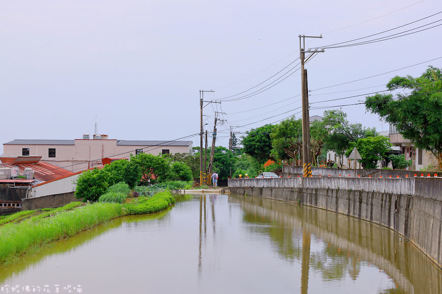 新北淡水｜奎柔山路百合花園