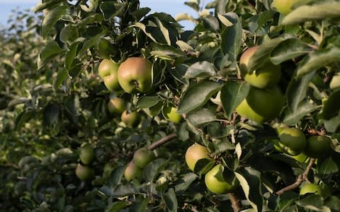 apples at Leckford  - Credit: Andy Sewell