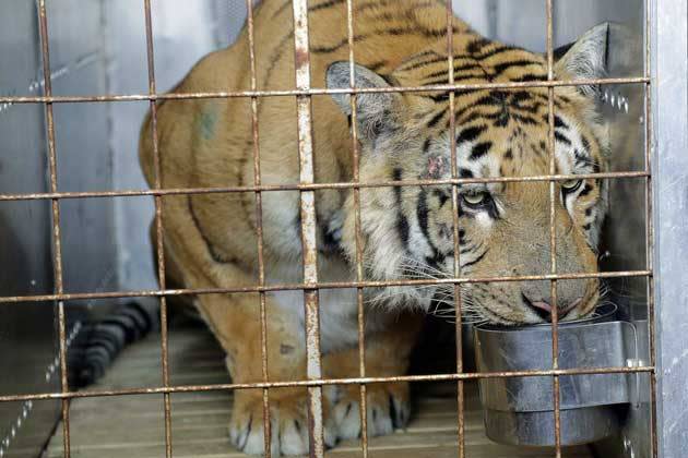 Tiger Laziz trinkt Wasser, während er am Flughafen von Johannisburg in Südafrika darauf wartet, abgeholt zu werden. Tierschützer hatten ihn aus dem Zoo von Gaza gerettet, der als der tierunwürdigste Tierpark der Welt gilt. (Bild: Themba Hadebe/AP)