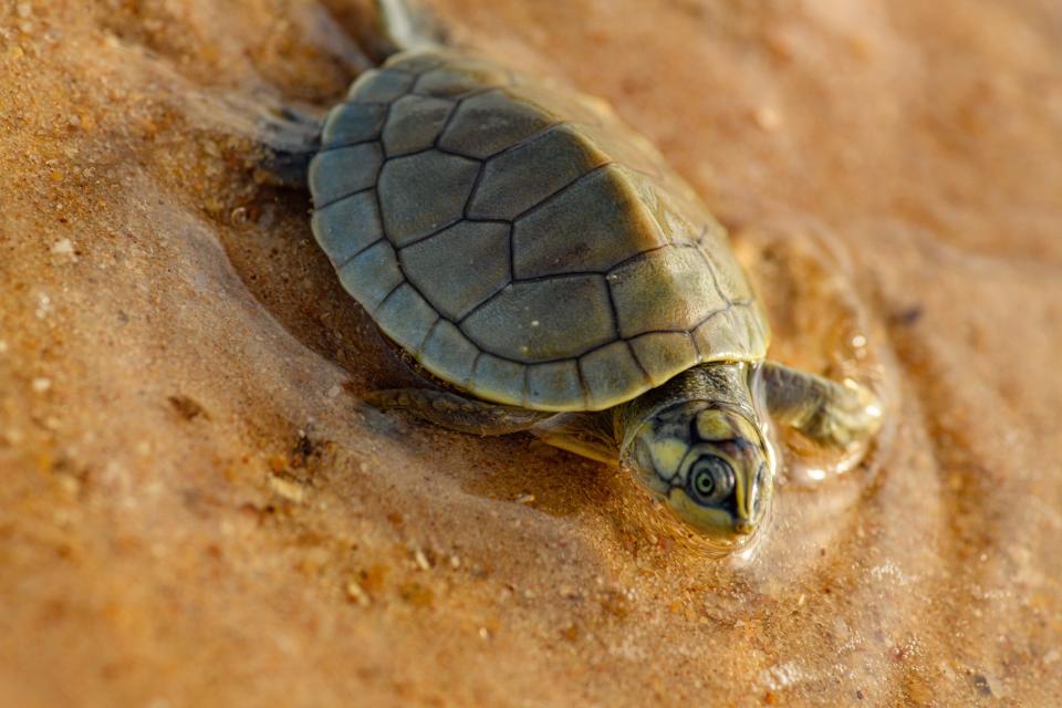 Could this baby turtle be what America needs to avoid a Cold Milk War with China?