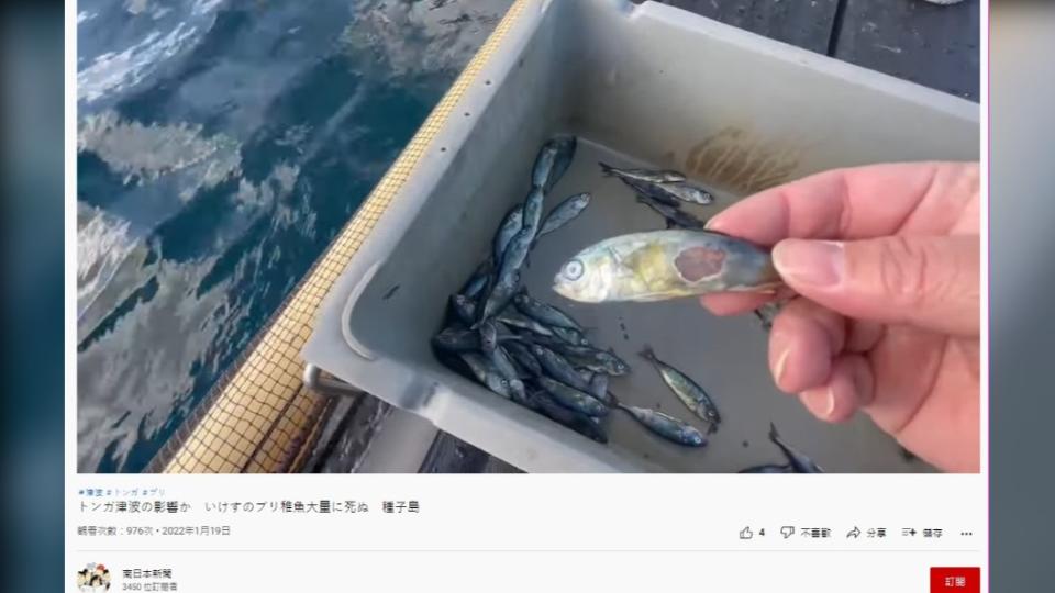 死亡的魚苗因碰撞而出現大面積傷口。（圖／翻攝自南日本新聞Youtube）