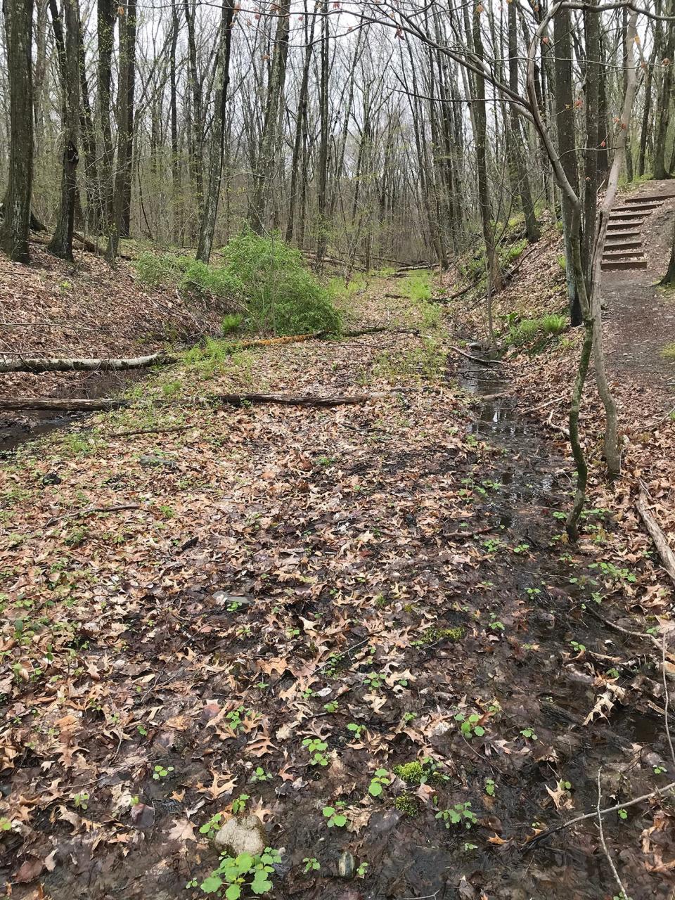 The yellow-blazed trail runs north from the trailhead along an old trolley line. The blue-blazed trail starts at the steps on the right.