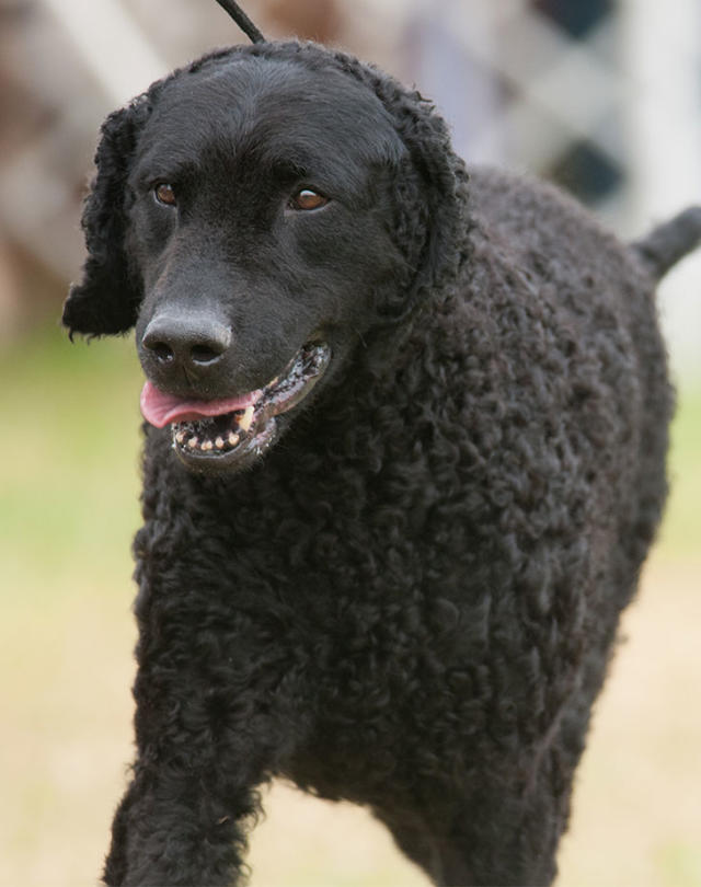 17 Water Dog Breeds That Give a New Meaning to 'Doggie Paddle