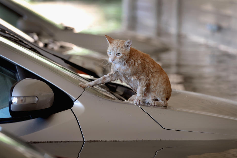 HOUSTON, TX - AUGUST 30:  A cat sits on top of a car which is surrounded by flood water in the parking lot of an apartment complex after it was inundated with water following Hurricane Harvey on August 30, 2017 in Houston, Texas. Harvey, which made landfall north of Corpus Christi August 25, has dumped nearly 50 inches of rain in and around Houston.  (Photo by Scott Olson/Getty Images)