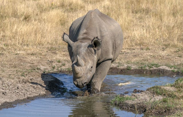 A black rhino has drink at the Yorkshire Wildlife Park in Doncaster