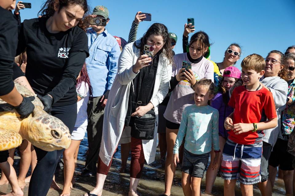 Fatima Salinas, with the Texas State Aquarium's Wildlife Rescue team, helps pick up a loggerhead sea turtle and carry it into the Gulf of Mexico while a crowd watches on North Padre Island, Saturday, Nov. 26, 2022.  The team released nine rehabilitated sea turtles that washed ashore earlier in this year.