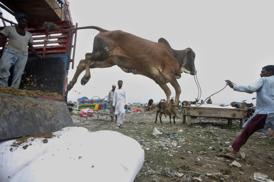 Vendors unload a bull after arriving at a cattle market set up for the upcoming Muslim festival of Eid al-Adha in Lahore, Pakistan, Monday, July 20, 2020. Eid al-Adha, or Feast of Sacrifice, is the most important Islamic holiday marks the willingness of the Prophet Ibrahim (Abraham to Christians and Jews) to sacrifice his son. (AP Photo/K.M. Chaudary)