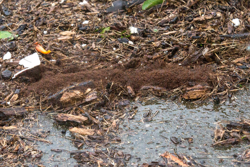 Fire ants trying to survived the flood waters.