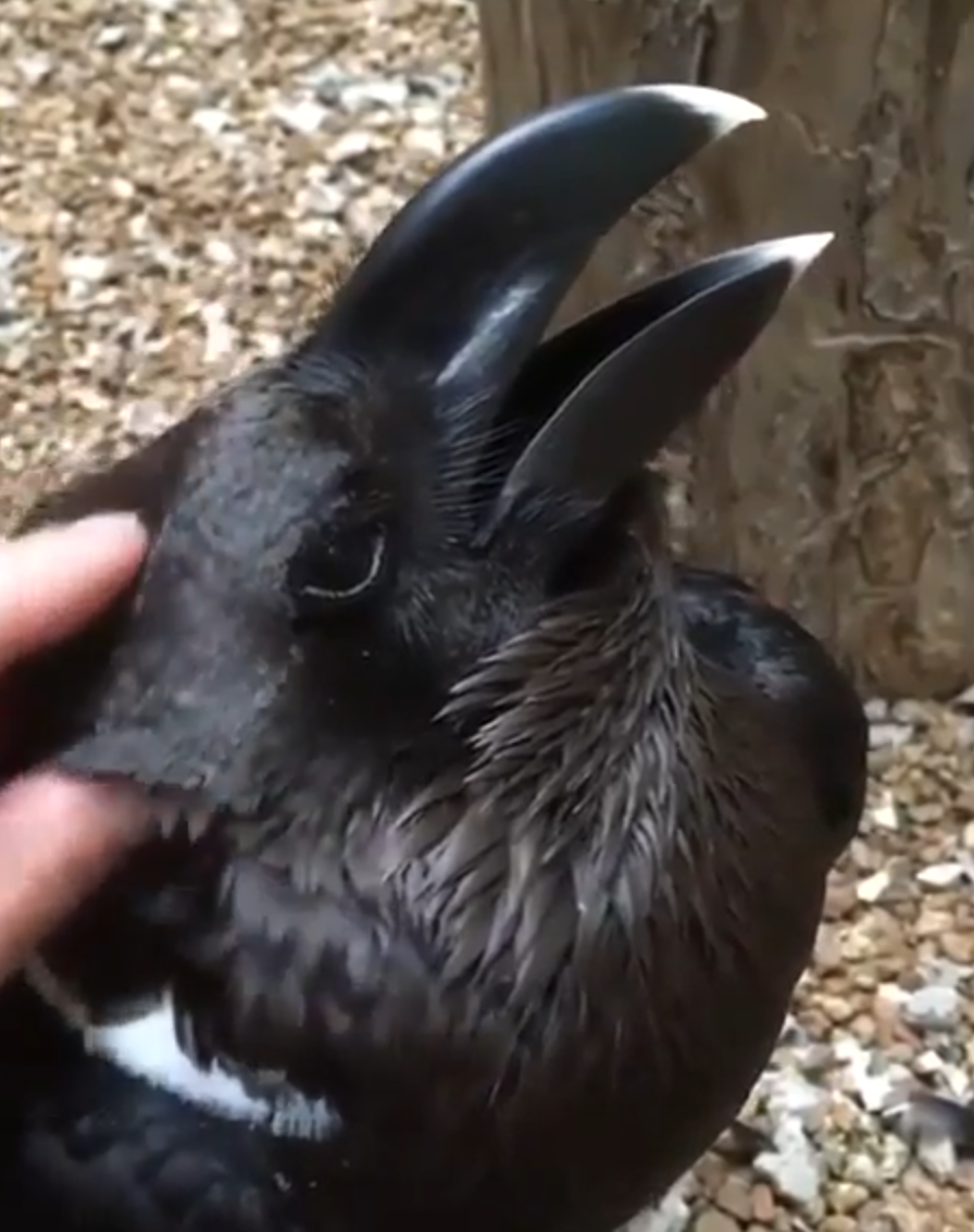 Is This a Rabbit or a Raven?